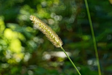 small wild blade of grass in the sunlight
