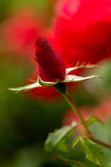 Fototapeta premium closeup of a red rose bud