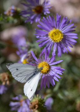 White Butterfly on Purple Aster Flowers