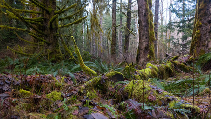 Pacific Northwest Coastal Rainforest 