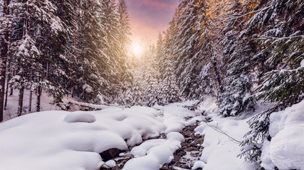 Fantastic winter forest landscape in the sunset. Icy snowy fir trees glowin in sunlight. winter...