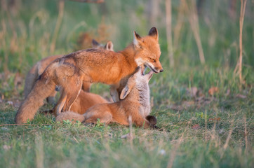 Red fox kits