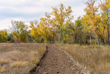 Naklejka premium Dirt Trail Surrounded by Fall Foliage
