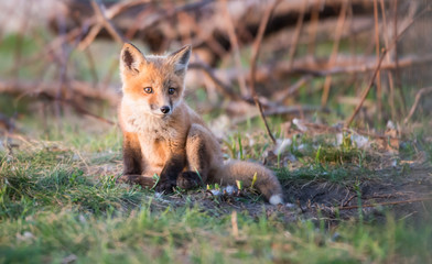 Naklejka na ściany i meble Red fox kits