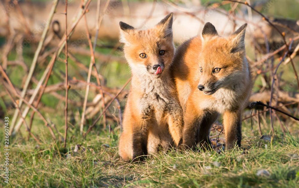 Wall mural red fox kits