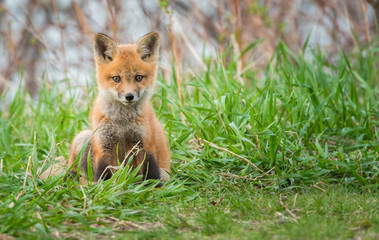 Red fox kits