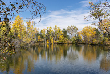Fototapeta na wymiar Trees Across Pond with Reflections