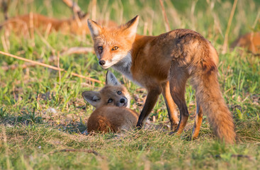 Red fox kits