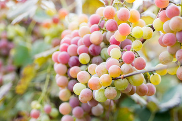 cluster of grapes at sunset in autumn harvest, Vineyards 