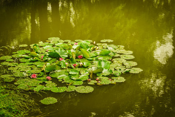 Obraz na płótnie Canvas Big leaves on lake or river water lilies