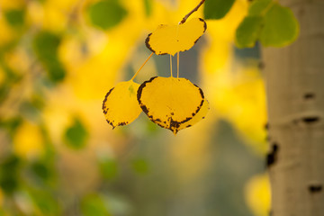 A few black rimed autumn gold aspen leaves hang from the tree with a blurred background of green...
