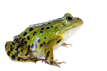 Crédence de cuisine en verre imprimé Grenouille Green Pool Frog on white, Pelophylax lessonae
