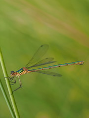 Kleine Binsenjungfer