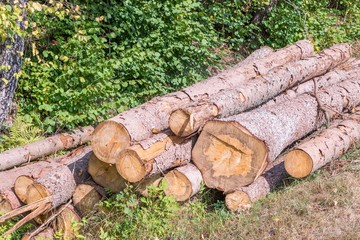 Gestapelte Holzst&auml;mme ohne Aste im Bayerischen Wald, Deutschland