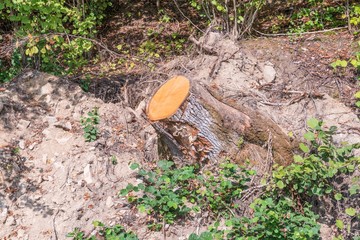 Baumstumpf an einer Böschung im Bayerischen Wald, Deutschland