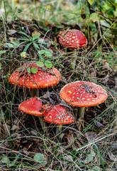 Toadstool mushroom, isolated, closeup in the grass.Amanita Muscaria.