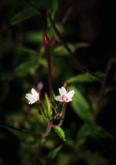 Two little flowers on a dark background