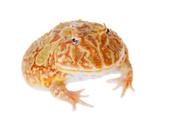 The chachoan horned frog isolated on white
