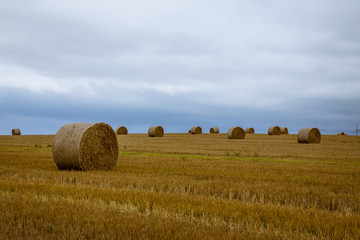 Fototapeta na wymiar Field with rounded straw bales