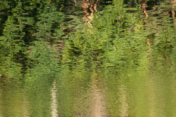 Abstract background: reflection of the forest in the lake. Autumn leaves reflecting in a pond. Water ripples