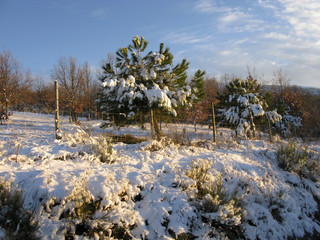 BOSQUE NEVADO ALTA MONTAÑA