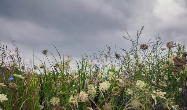 Wold Flowers