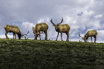 Tuke Elk in Point Reyes