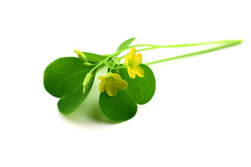 Oxalis Herbal Plant. Also Wood, Yellow or Pink Sorrel, Woodsorrel, Wood-sorrel, False Shamrock or Sourgrass. Isolated on White Background.
