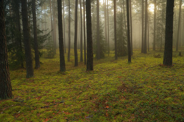 A summer morning in a misty forest.
