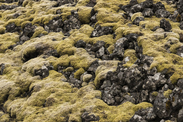 Londrangar Moss and Rocks