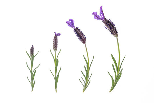 collection of French lavender flowers isolated on white background 