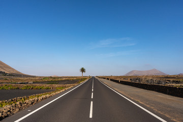 asphalt road stretching into the distance and lonely palm tree on the horizon