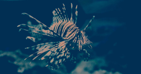 Lionfish