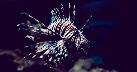 Lionfish