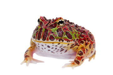 Fototapeta premium The red Argentine horned froglet isolated on white