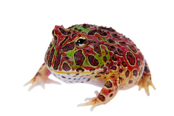 Fototapeta premium Czerwony argentyński rogaty froglet na białym tle