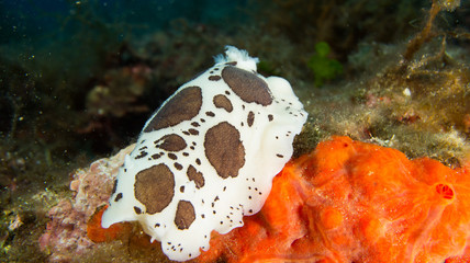 Nudibranqueo vaquita suiza sobre coral 