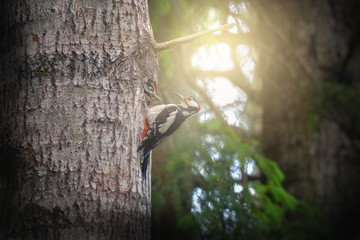 great spotted woodpecker  give food to the young woodpecker chicken