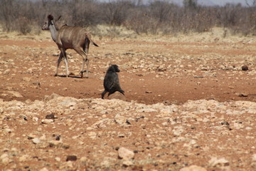 Point d'eau animalier en Afrique