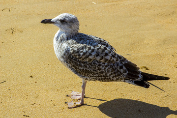 A common black and grey seagull on the sands in Albuferia Portugal
