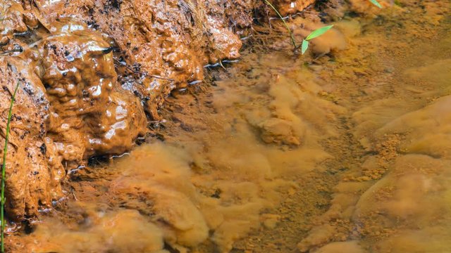 Iron bacteria growing in a spring. These microorganisms derive their energy by oxidizing dissolved ferrous iron. Resulting ferric oxide is insoluble, and appears as brown gelatinous slime.