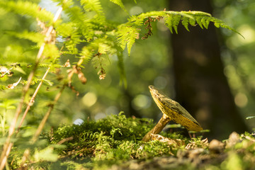 Mushroom is growing on a moss in the forest.