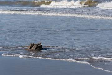 a day at the beach in Scheveningen The Netherlands