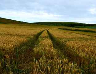 Wheat field