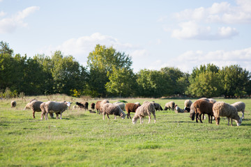 Sheep on the field