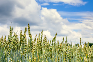green ears of wheat or rye, close up. on the perfect blue sky background, under the influence of sunlight. Rich harvest Concept. majestic rural landscape. used as background. small depth of field.
