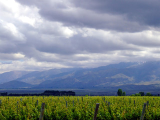 Fototapeta premium vineyards and sky