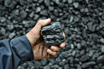 Coal in the hand of worker miner