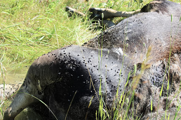The body of an dead ungulate covered in flies