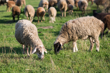 Obraz na płótnie Canvas Sheep on the field